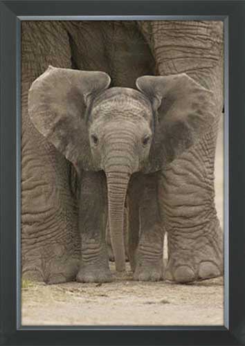 Big Ears - Baby Elephant